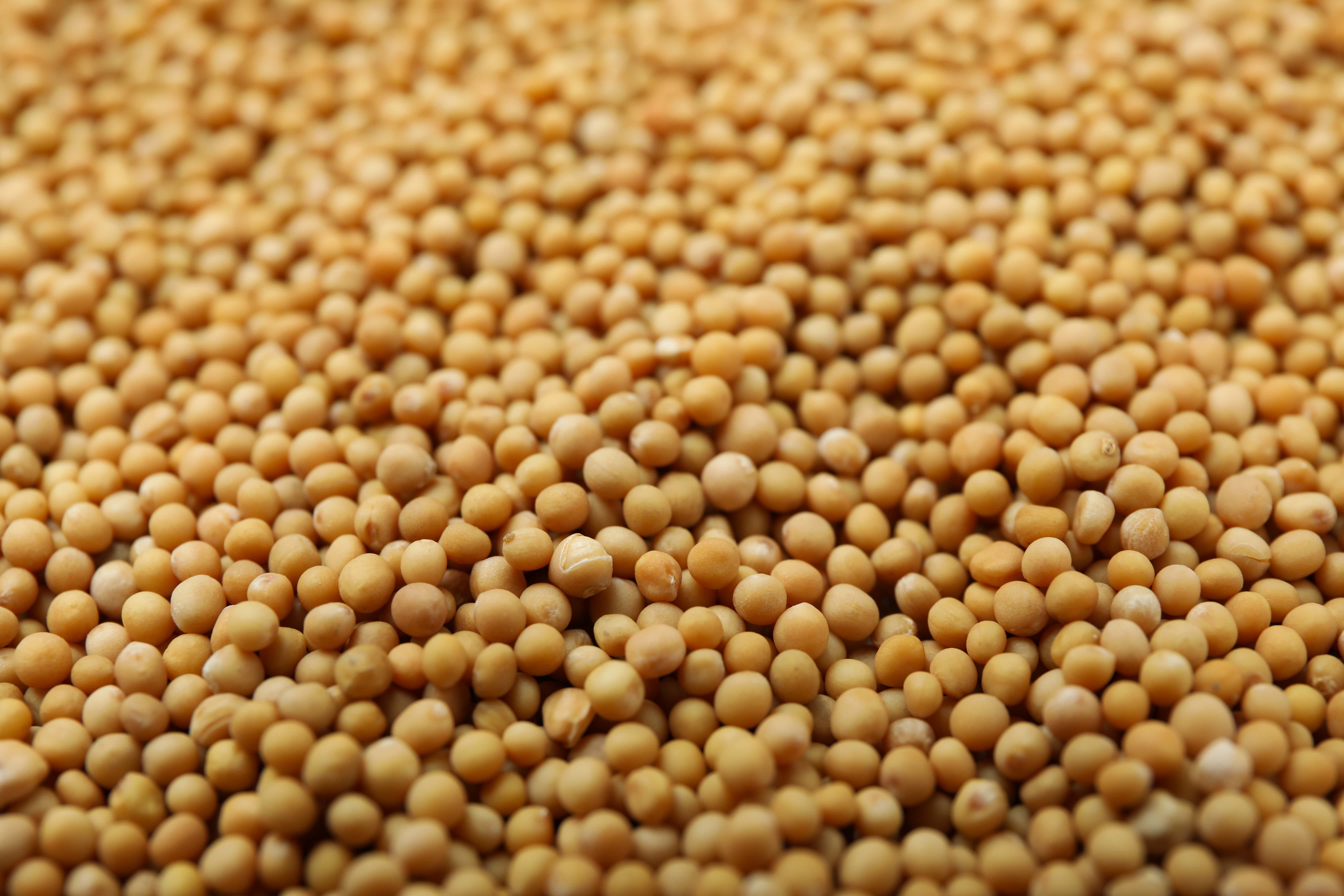 Yellow Mustard Seeds